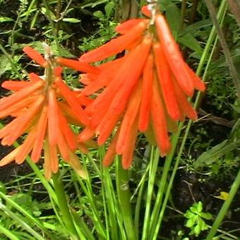 Kniphofia uvaria 'Red Rocket'