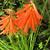 Kniphofia uvaria 'Red Rocket'