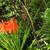 Kniphofia uvaria 'Red Rocket'