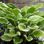 Hosta 'Torchlight' - Hartlelie/Funkia