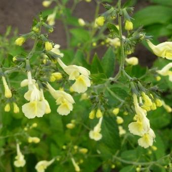 Nepeta govaniana