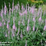 Veronica spicata 'Anne' - Ereprijs