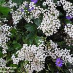 Eupatorium rugosum - Koninginnekruid