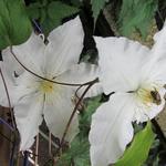 Clematis 'Gladys Picard' - Bosrank