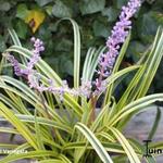 Liriope muscari 'Variegata' - Leliegras