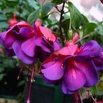 Fuchsia 'Royal Velvet' - Bellenplant