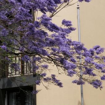 Jacaranda mimosifolia