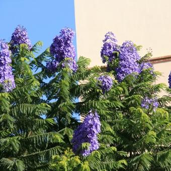 Jacaranda mimosifolia