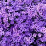 Aster cordifolius - Aster