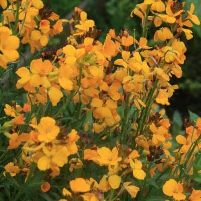 Erysimum x cheiri - Muurbloem, Lenteviolier