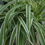 Chlorophytum comosum 'Variegatum' - Graslelie