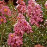 Lagerstroemia - Indische sering