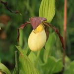 Cypripedium kentuckiense - Venusschoentje