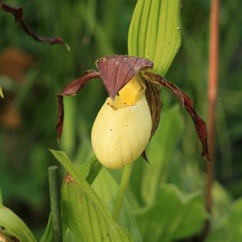 Cypripedium kentuckiense