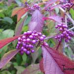 Callicarpa bodinieri - Schoonvrucht