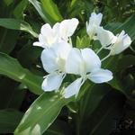 Hedychium coronarium  - Vlinderjasmijn, Mariposa