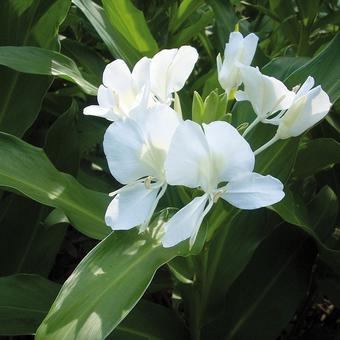 Hedychium coronarium