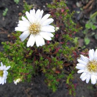 Aster dumosus 'Schneekissen'