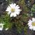 Aster dumosus 'Schneekissen'