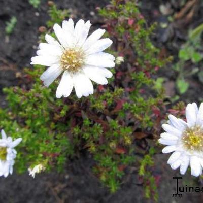 Herfstaster - Aster dumosus 'Schneekissen'