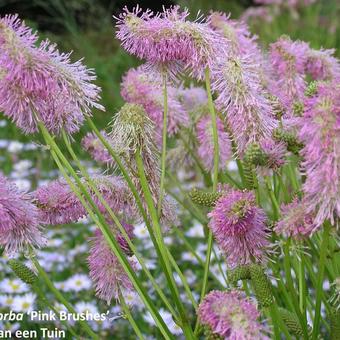 Sanguisorba 'Pink Brushes'