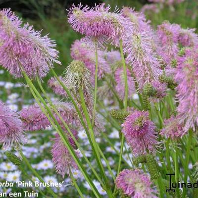 Pimpernel - Sanguisorba 'Pink Brushes'