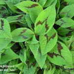 Persicaria virginiana 'Filiformis' - Duizendknoop