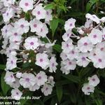 Phlox maculata 'Reine du Jour' - Floks, vlambloem