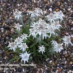 Leontopodium alpinum 'Matterhorn' - Edelweiss