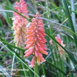 Kniphofia 'Wol's Red Seedling' - Vuurpijl, Fakkellelie