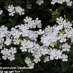 Phlox x arendsii 'Casablanca' - Floks