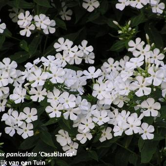 Phlox x arendsii 'Casablanca'