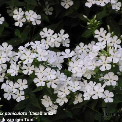 Floks - Phlox x arendsii 'Casablanca'