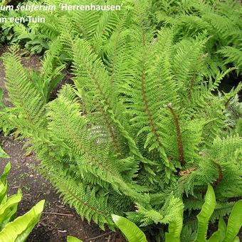 Polystichum setiferum 'Herrenhausen'