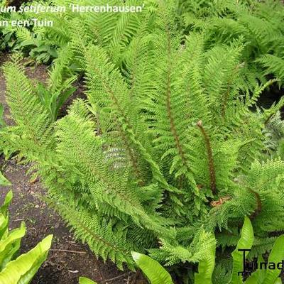 Zachte naaldvaren - Polystichum setiferum 'Herrenhausen'