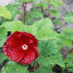 Hibiscus moscheutos 'Robert Fleming' - Althaeastruik