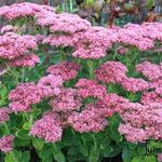 Sedum (Hoog type) - Hemelsleutel