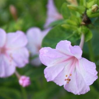 Mirabilis jalapa