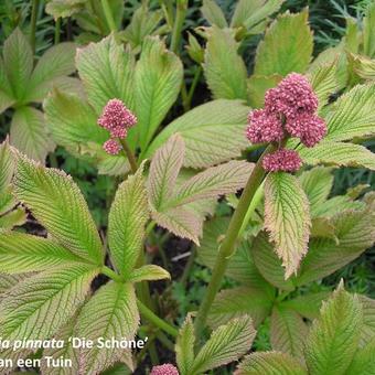 Rodgersia pinnata 'Die Schöne'