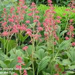 Rodgersia pinnata 'Die Schöne' - Kijkblad, Schout bij Nacht