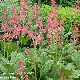 Rodgersia pinnata 'Die Schöne'