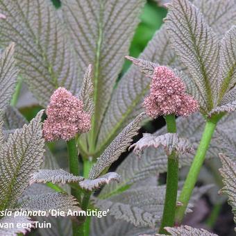 Rodgersia pinnata 'Die Anmütige'