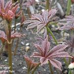 Rodgersia 'Ideal' - Kijkblad, Schout bij Nacht