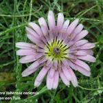 Scorzonera suberosa ssp. cariensis - Valse schorseneer