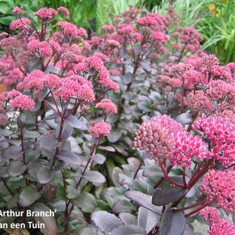 Sedum telephium 'Arthur Branch'