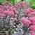 Sedum telephium 'Arthur Branch'