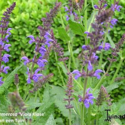 Salie - Salvia nemorosa 'Viola Klose'