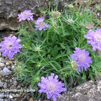 Scabiosa japonica var. alpina