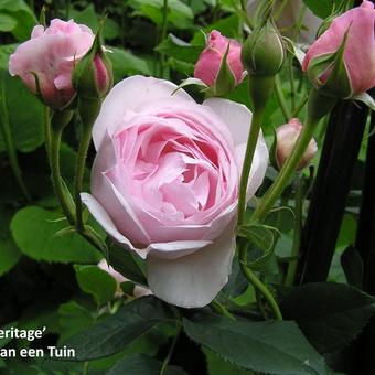 Rosa 'Heritage'