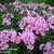 Phlox paniculata 'Flamingo'